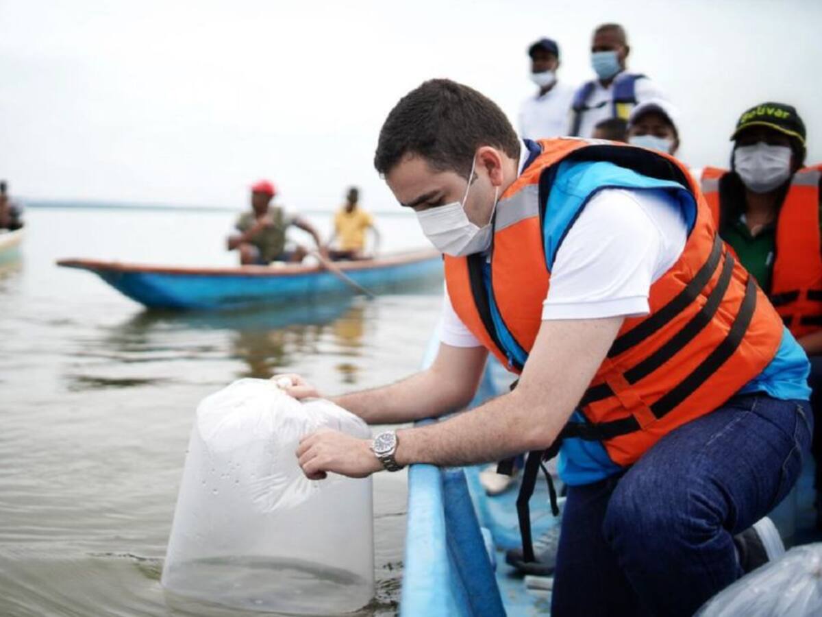 Inició siembra de 50 mil alevinos en la Ciénaga Grande de María La Baja