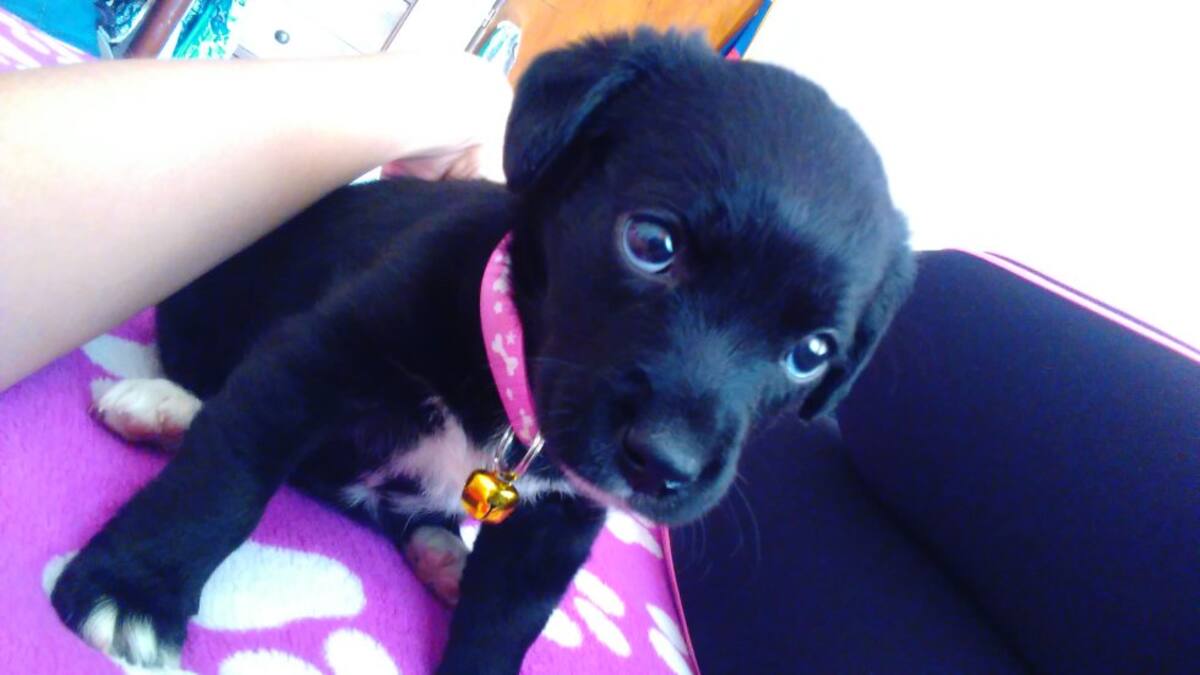 Daniela Díaz nos envió esta foto acompañada de este hermoso mensaje: “Hola, Molly quiere participar por un libro con su dulce mirada, no sé a ustedes pero a mí siempre me convence esa carita. (Ya tiene 3 añitos y lo sigue haciendo)”