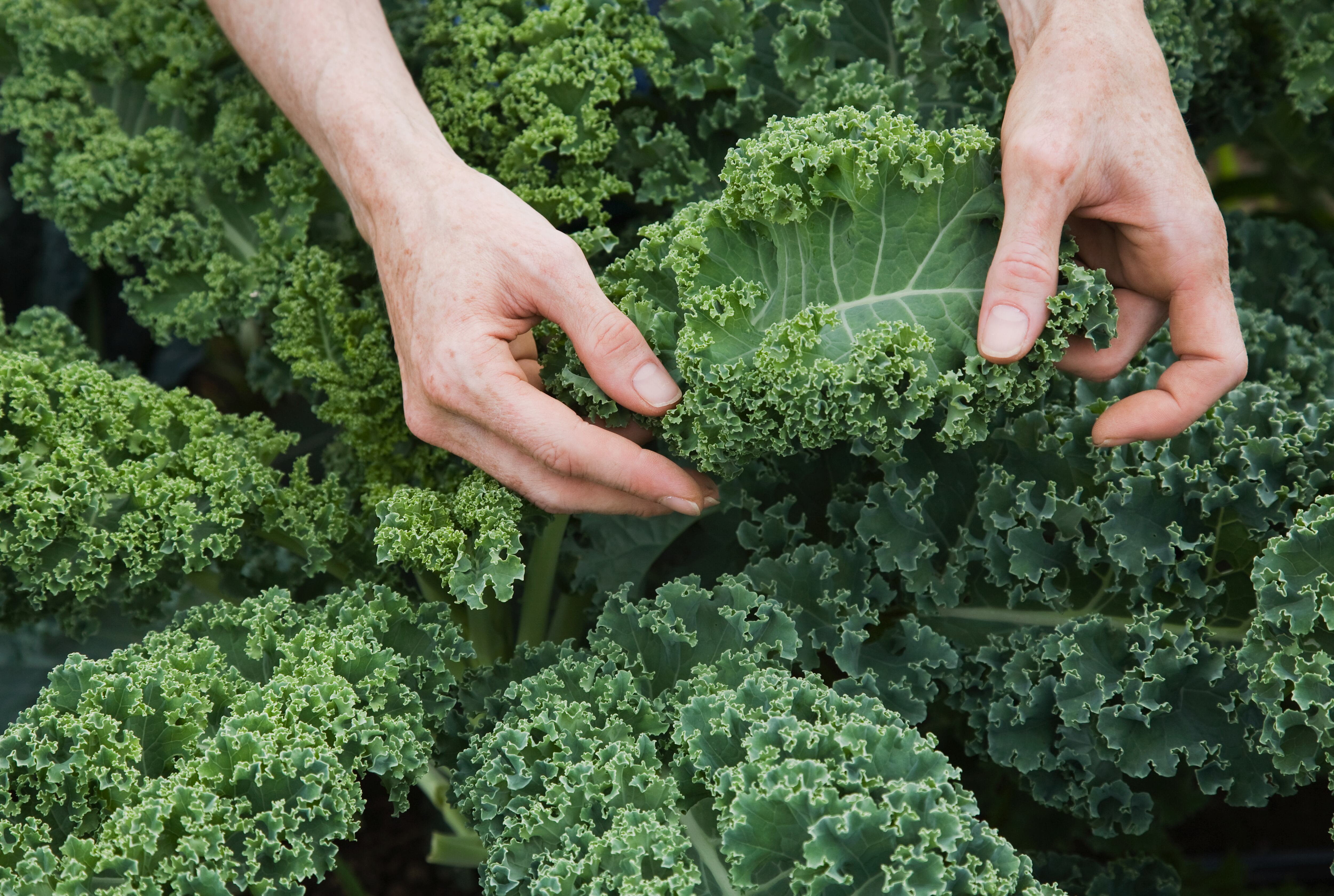 Persona escogiendo una hoja de kale o 'col rizada' (Foto vía Getty Images)