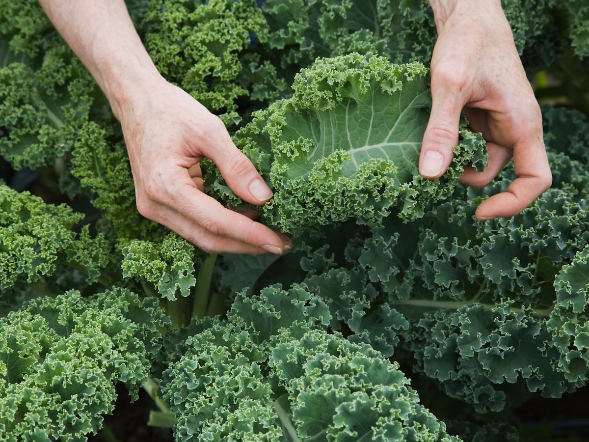 ¿El kale es más nutritivo crudo o cocinado? Cuenta con esta rara pero poderosa vitamina