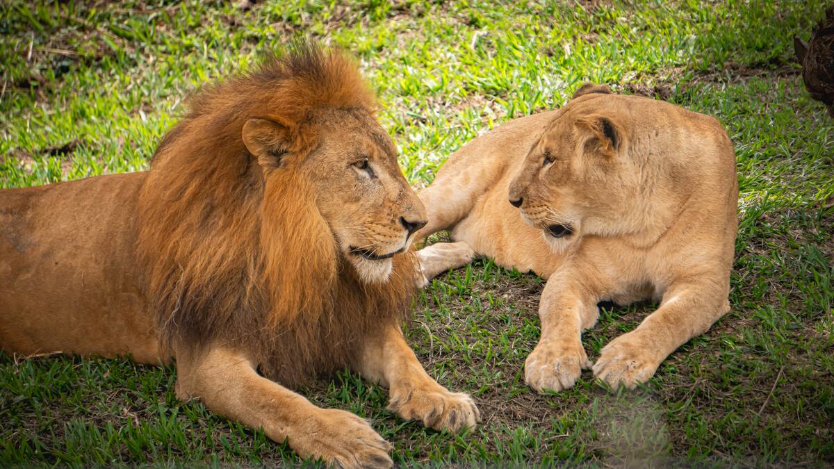 Llegaron dos leonas al Bioparque Ukumarí de Pereira: Imara y Lewa