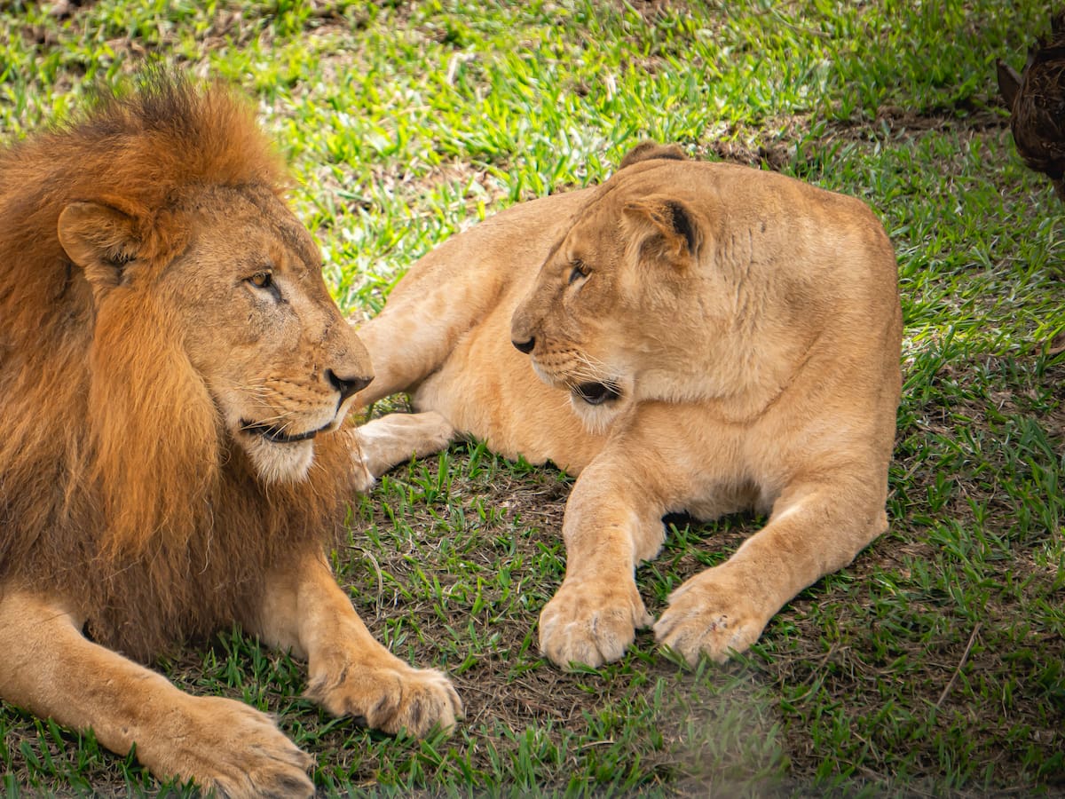 Llegaron dos leonas al Bioparque Ukumarí de Pereira: Imara y Lewa