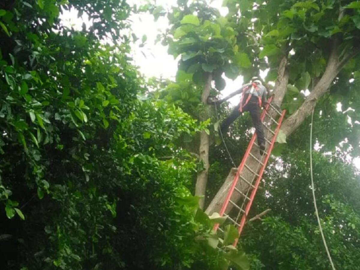 Cortes de energía en Calamar- Bolívar por labores de mantenimiento