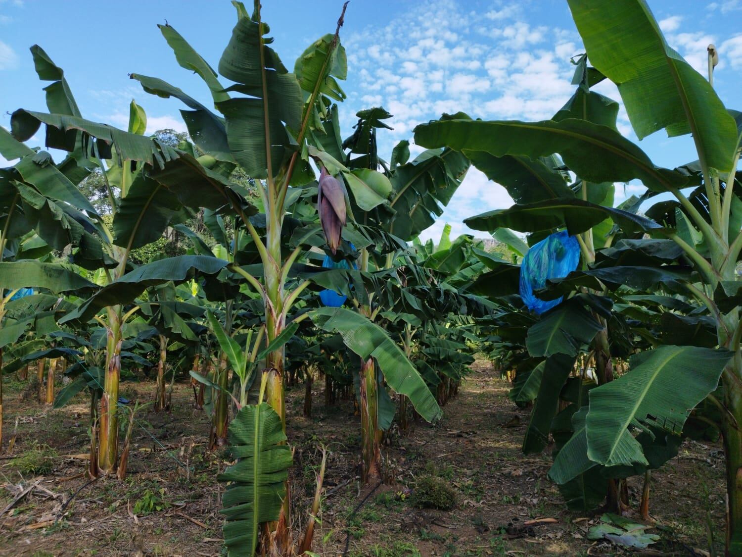 Más de 11 municipios del Huila se beneficiaran.