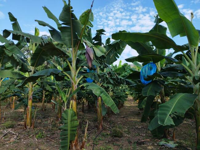 Más de 11 municipios del Huila se beneficiaran.