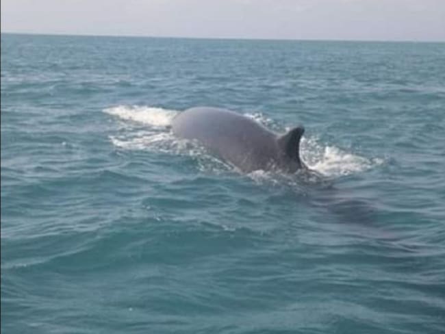 Por primera vez reportan el avistamiento de ballena de aleta en el Caribe