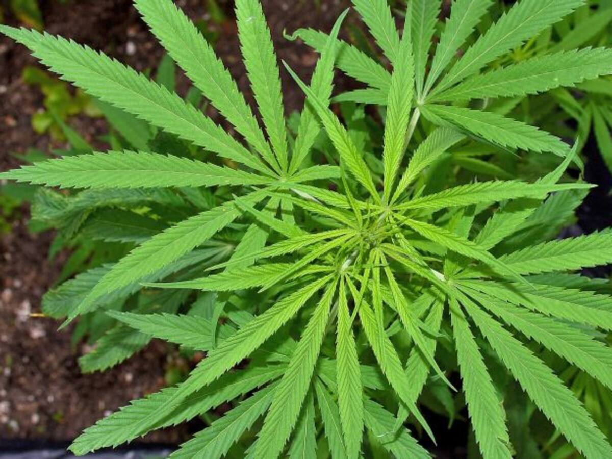 México da un paso en legalización del consumo recreativo de marihuana