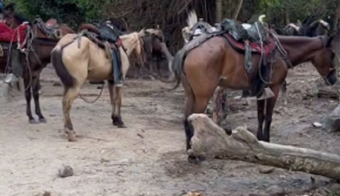 Denuncian que caballos en parque Tayrona están en pésimas condiciones