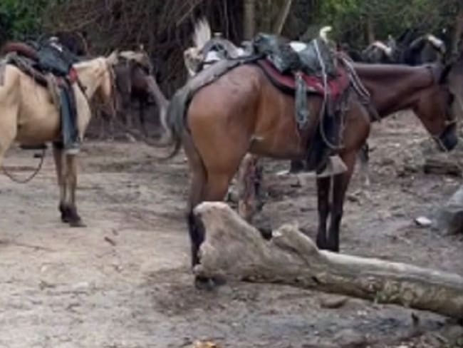 Denuncian que caballos en parque Tayrona están en pésimas condiciones