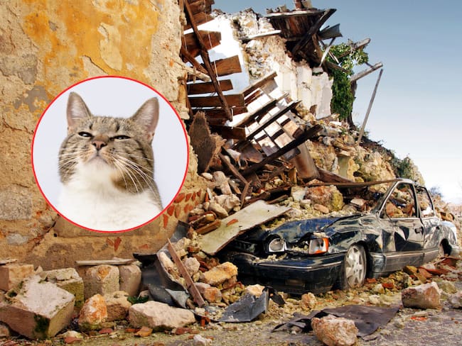 Consecuencias de un terremoto / Gato olfateando (Getty Images)