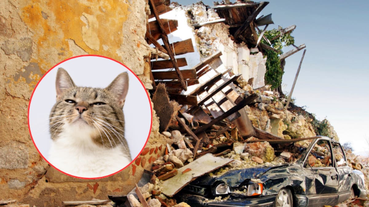 ¿Los gatos pueden presentir desastres naturales y otros eventos? Esto dice la ciencia