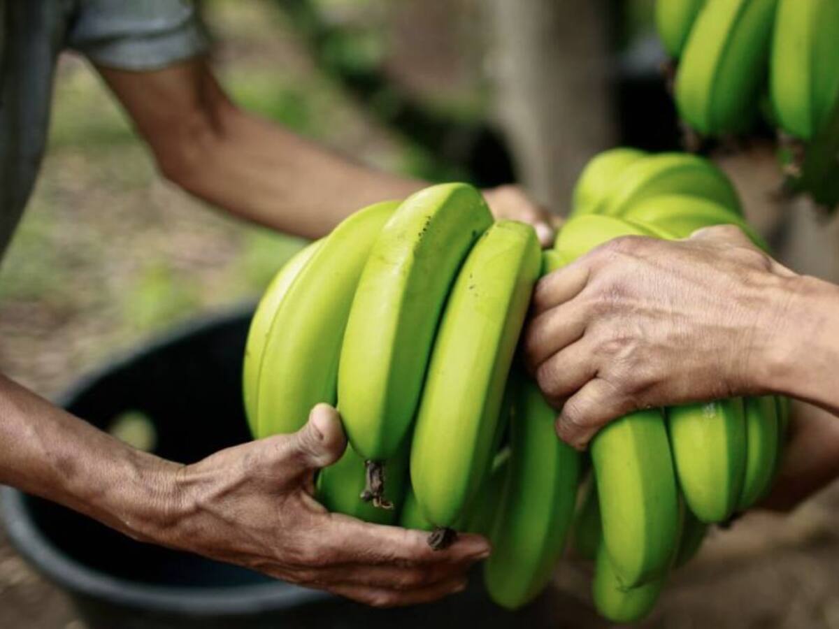 Estado favoreció con tierras en el Urabá a empresas extranjeras