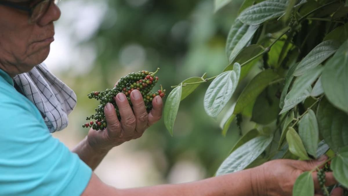 La pimienta, un cultivo que en Putumayo sustituyó plantíos ilícitos