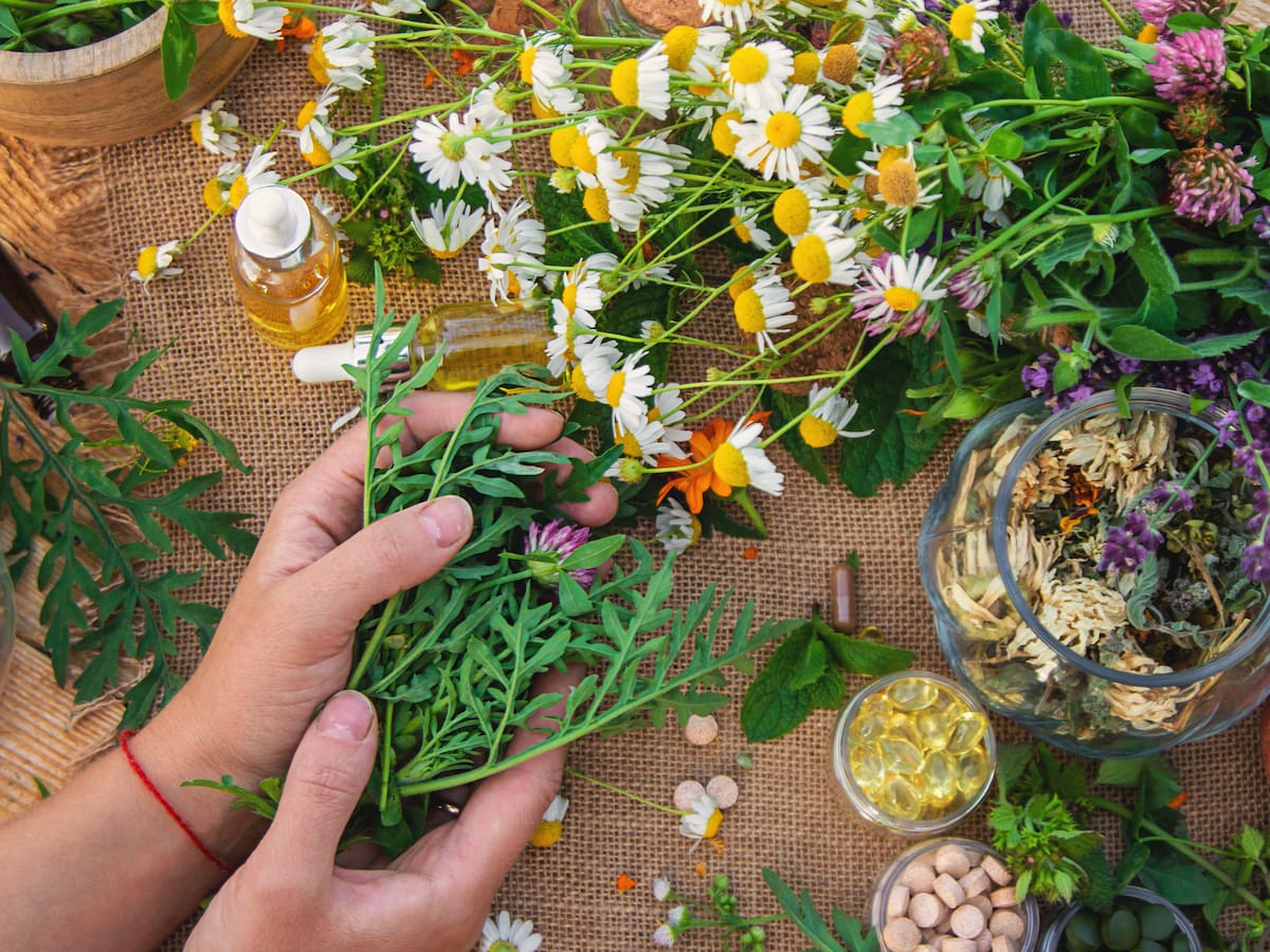 Plantas medicinales ideales para bajar los triglicéridos y el colesterol: Son hierbas muy poderosas