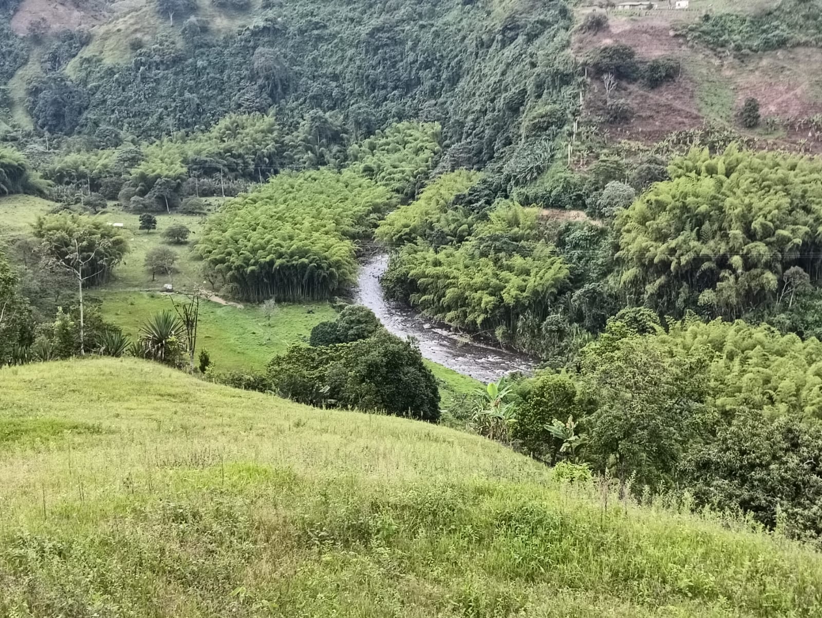 Día mundial del medio ambiente, al fondo el río Quindío. Foto: Adrián Trejos