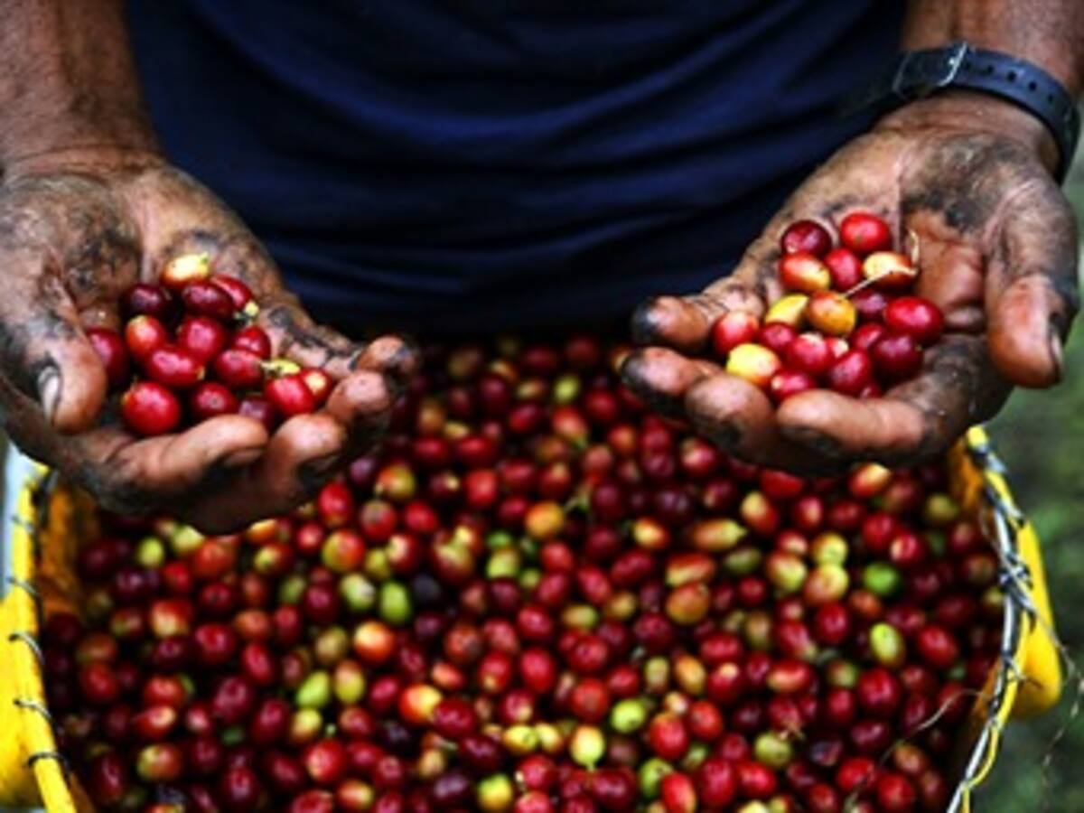 Se agudiza escasez de café producido en Colombia