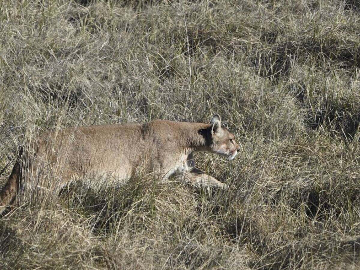 Campesinos en Frontino habrían matado a un jaguar para proteger su ganado