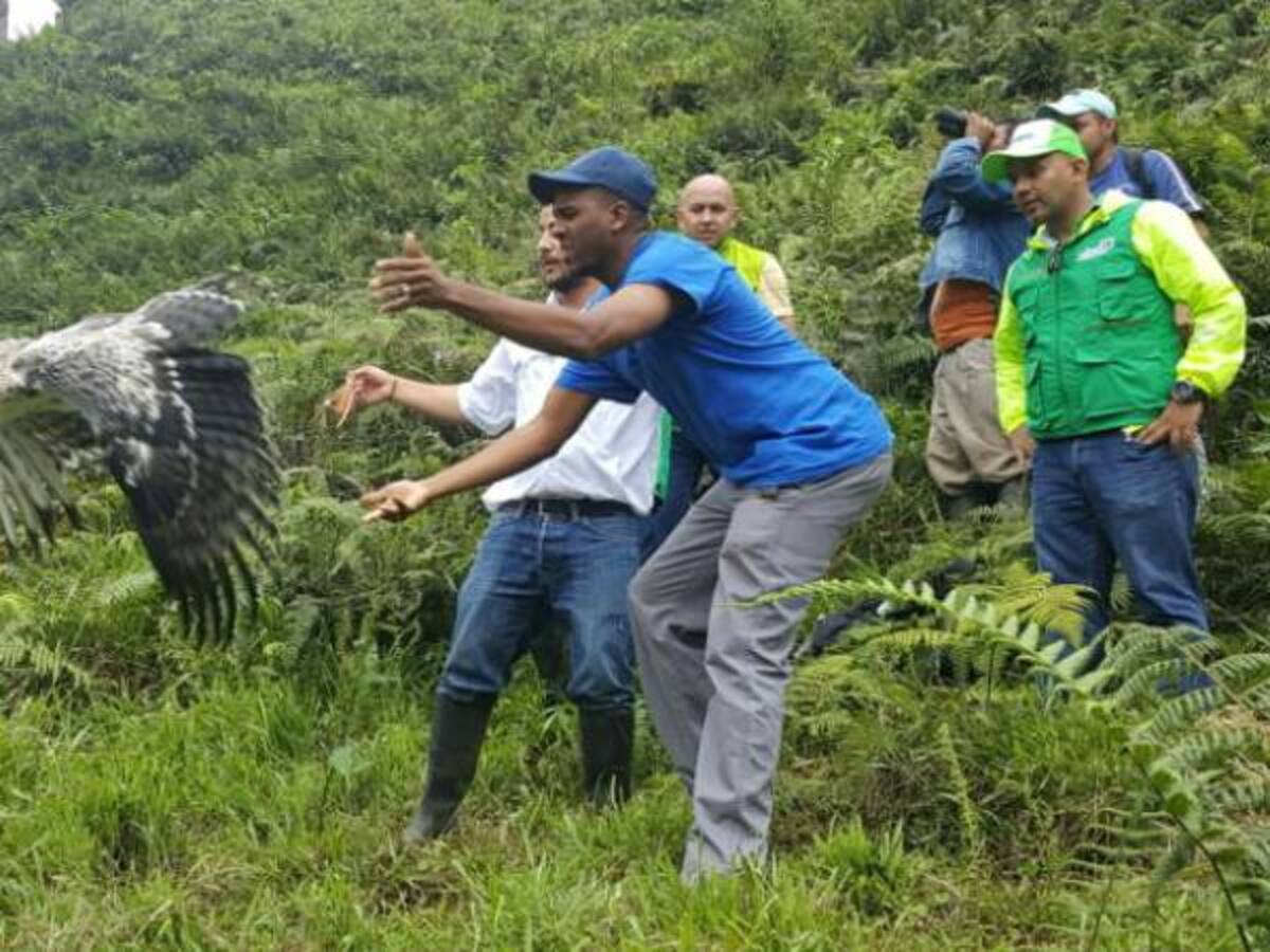 Implante de plumas permite reconstruir el ala de un águila herida