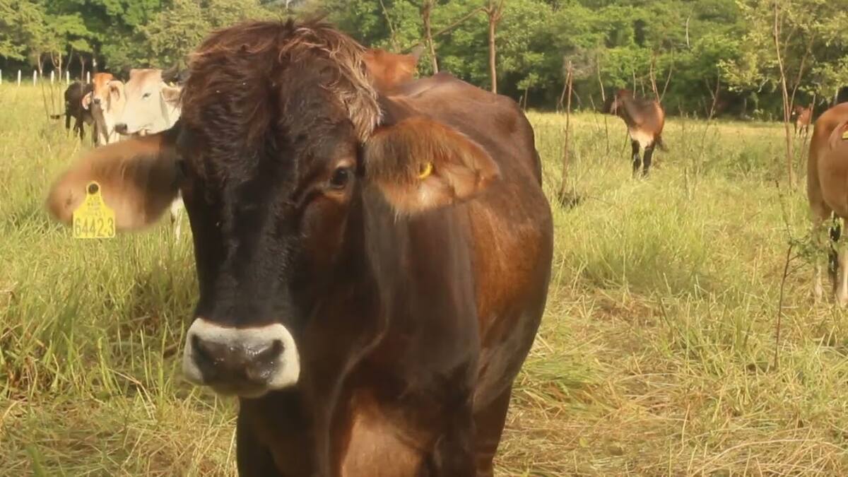 Gremio ganadero del Huila, uno de los más afectados por el fenómeno del niño