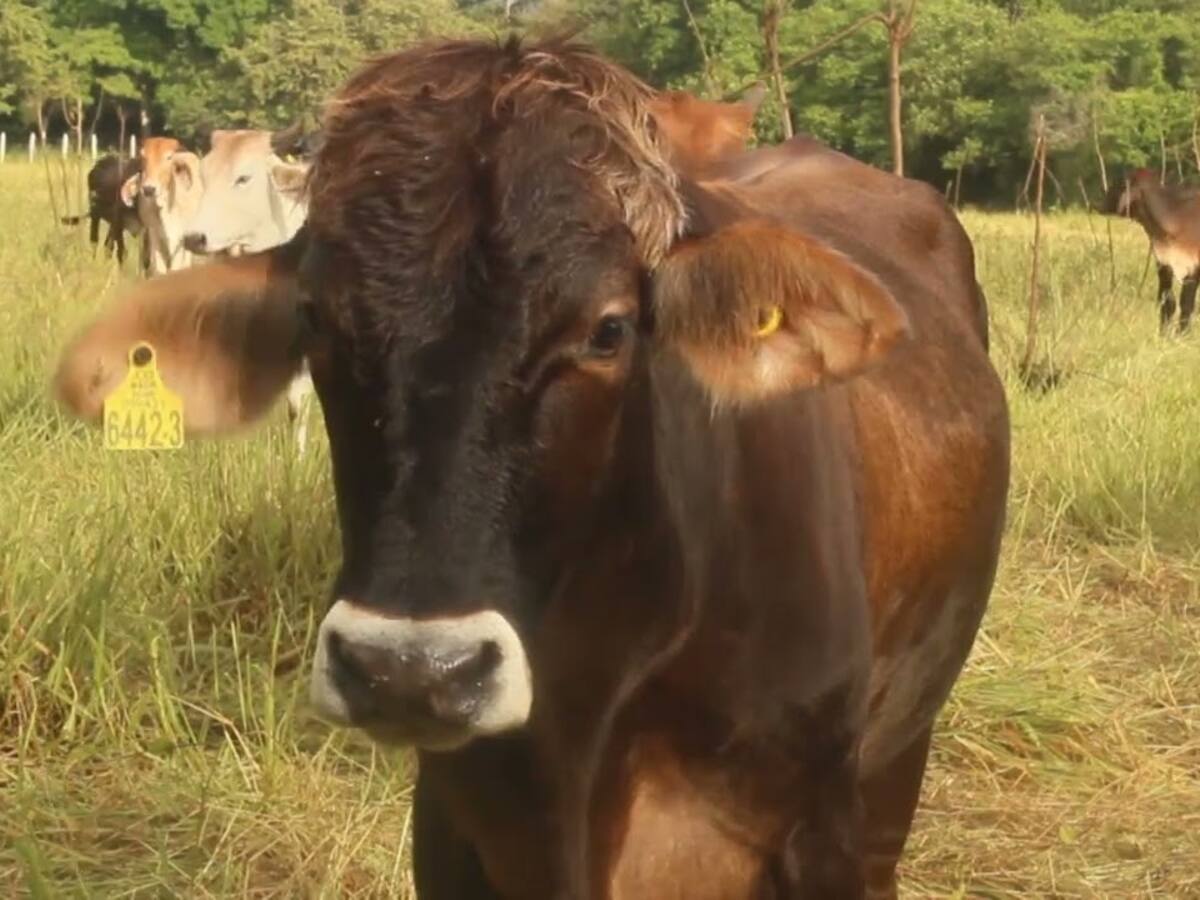 Gremio ganadero del Huila, uno de los más afectados por el fenómeno del niño