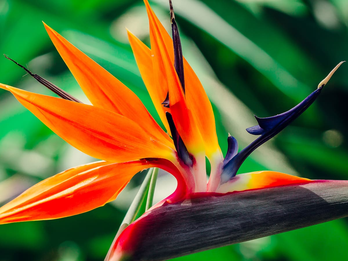 Planta Ave del Paraíso: ¿cuánto se demora en florecer? Cuidados y significado