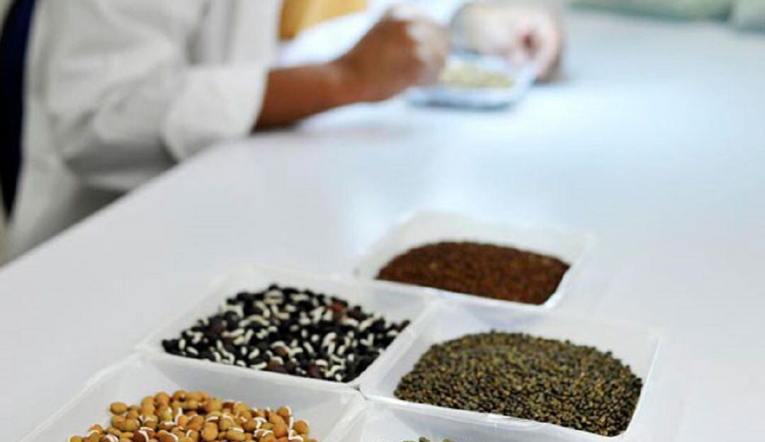 Investigaciones en el CIAT