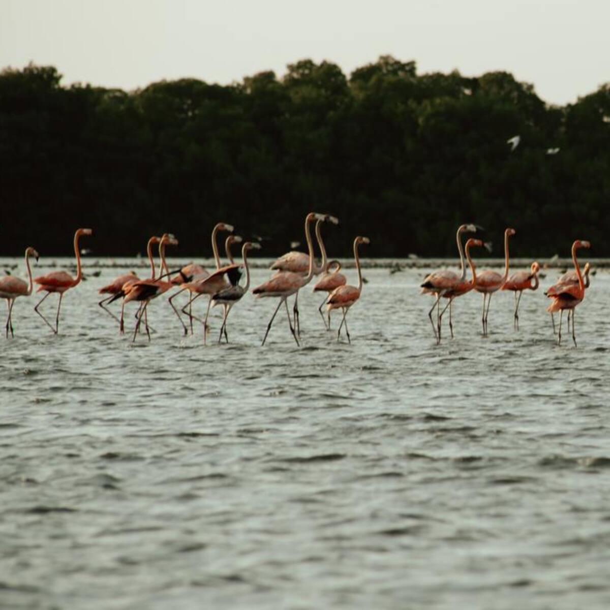 Un espectáculo natural: flamencos rosados impulsan ruta ecoturística de La Boquilla, en Cartagena