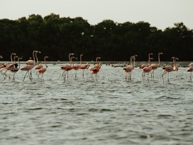 Foto: Alcaldía de Cartagena.
