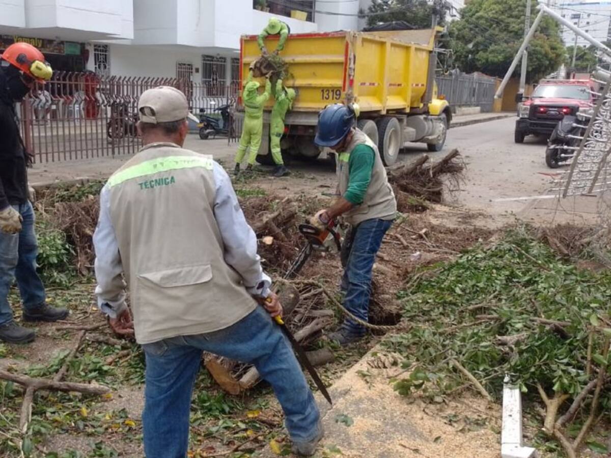 EPA atiendió casos de árboles caídos en Cartagena