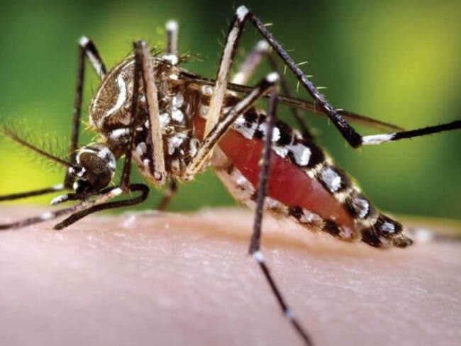 Se confirman 4 casos de Malaria en Risaralda