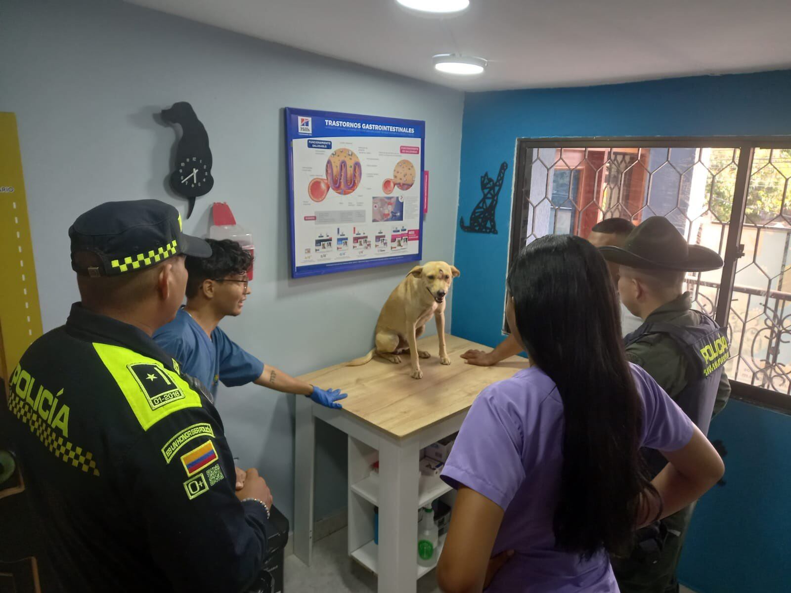 Hieren a un perro en el barrio San Pablo en Santa Marta . Cortesía Animalistas