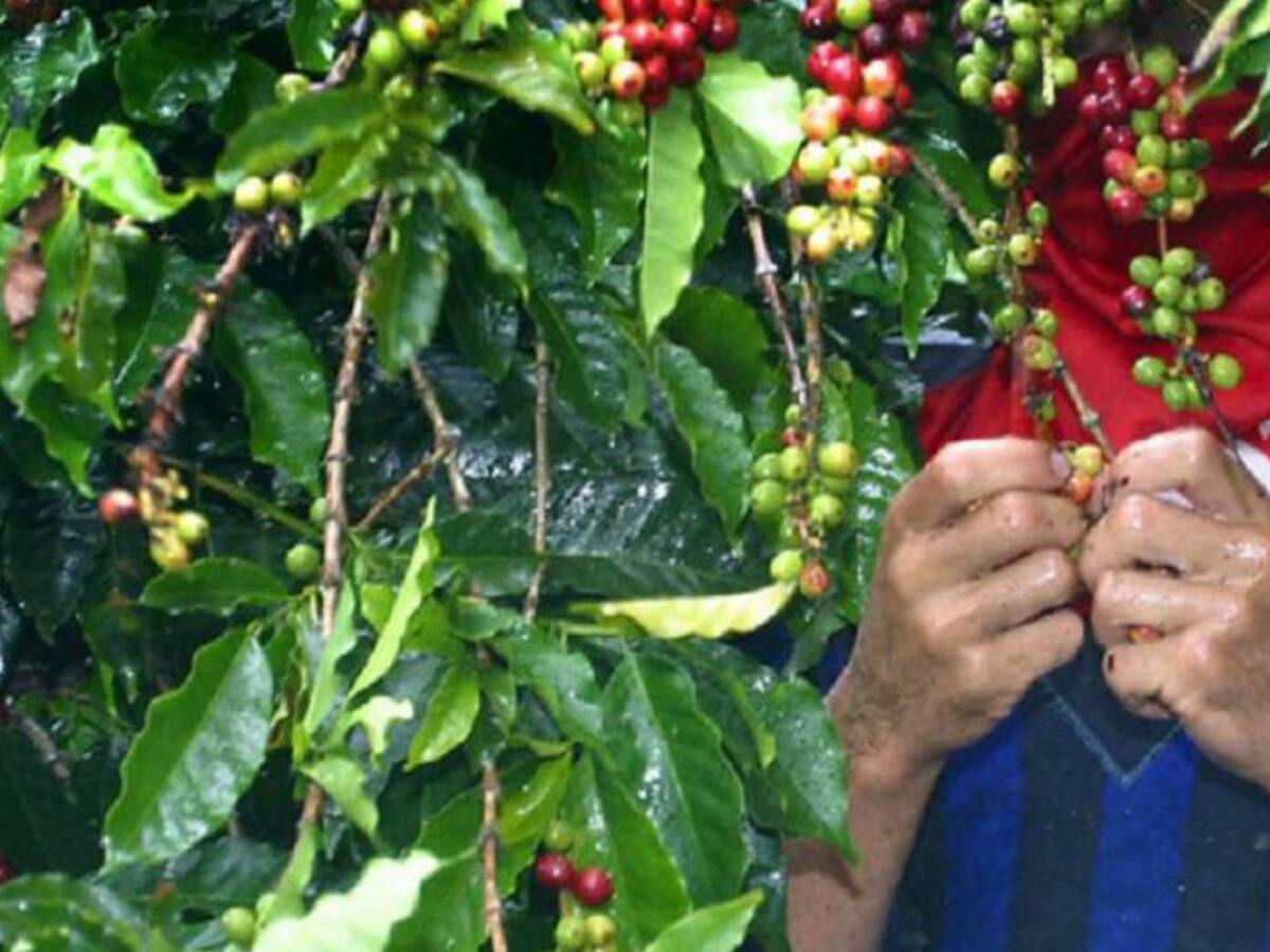 90% de cafeteros del Quindío ya cuenta con al menos una dosis contra COVID