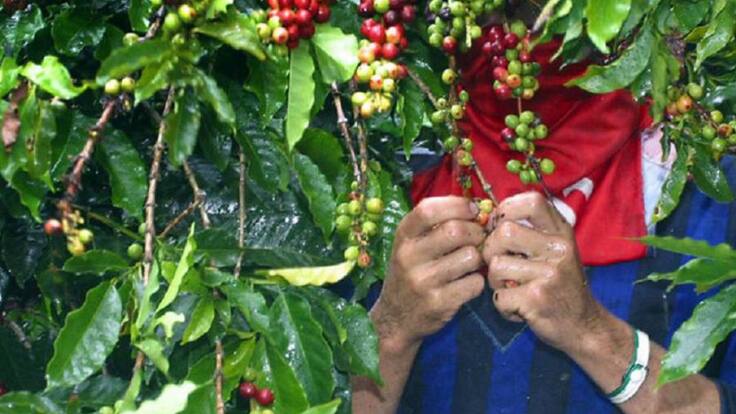 Director Comité de Cafeteros, José Martin Vasquez