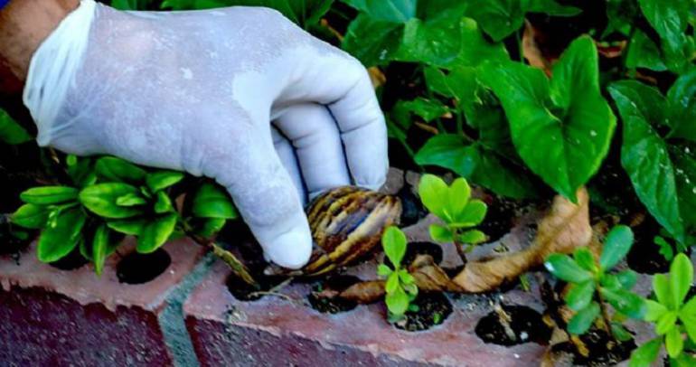 Coja los caracoles con guantes o con otra protección