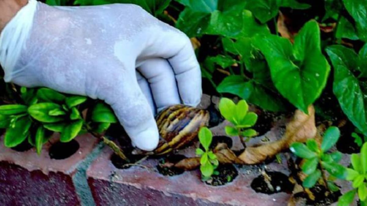 Cuidado con los caracoles africanos, no los coja sin protección