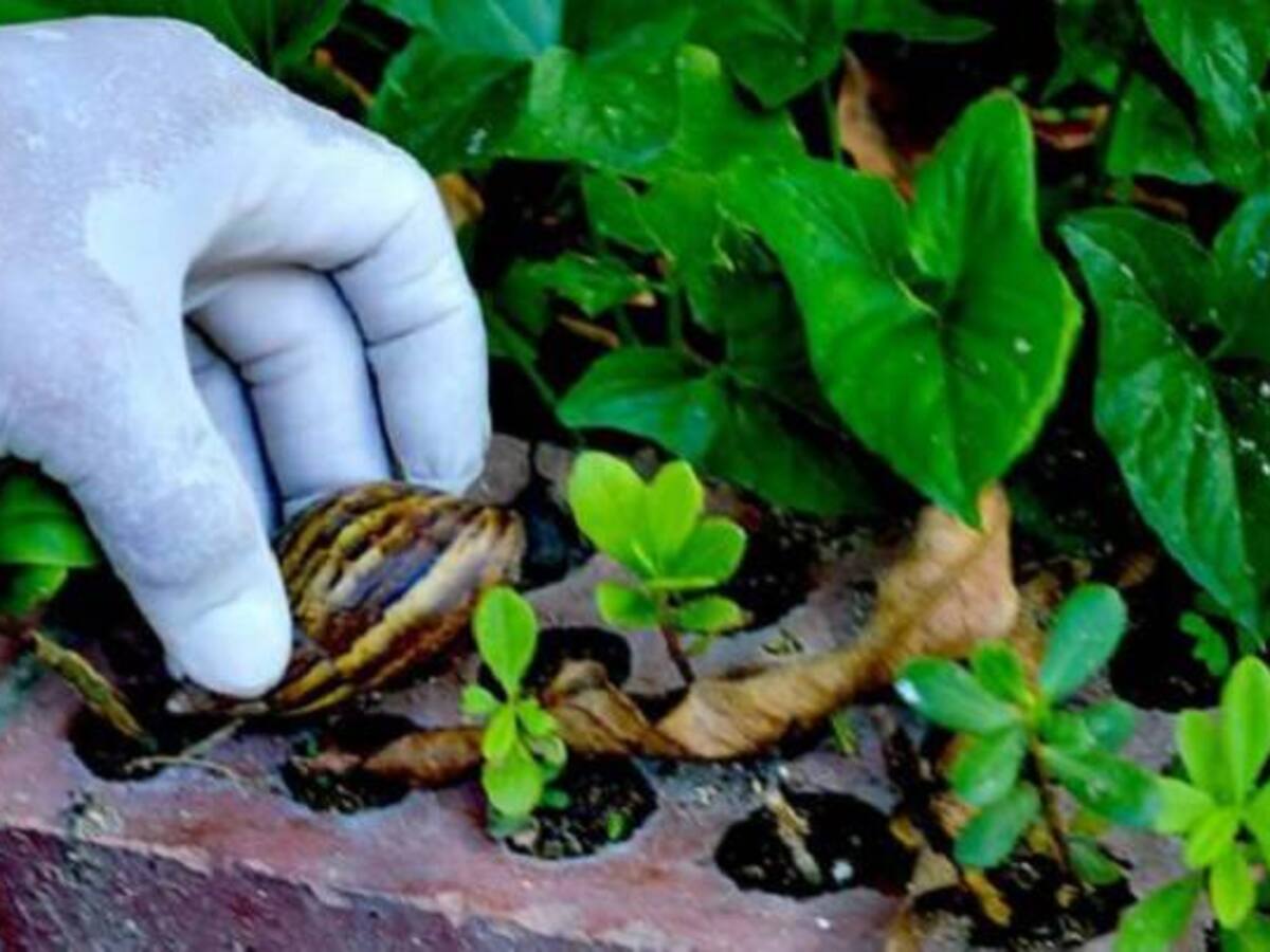 Cuidado con los caracoles africanos, no los coja sin protección