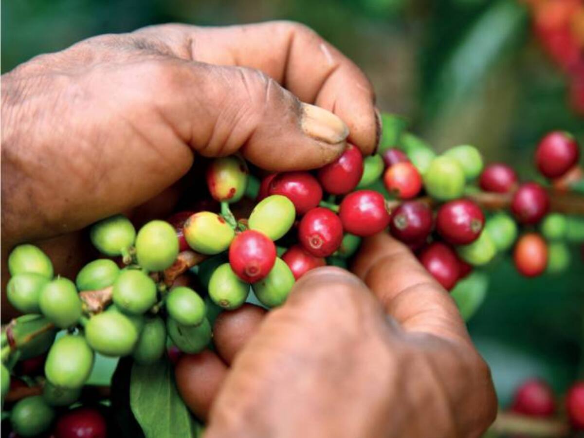 Cafeteros de Antioquia no descartan renovación de cultivos por El Niño