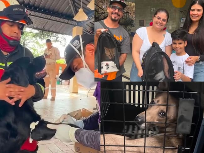 Foto: Protección animal Cali