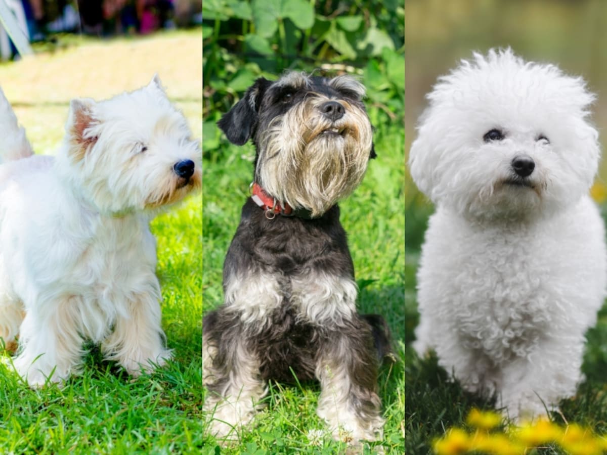 Perros recomendados para adultos mayores y evitar riesgos