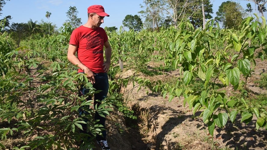 Proyecto productivo de exFarc en Arauca. Foto: Agencia Anadolu