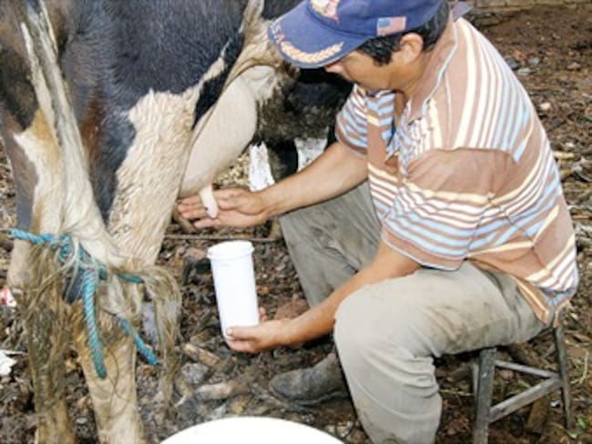 Productores de leche podrían ir a paro ante la crisis económica que afrontan