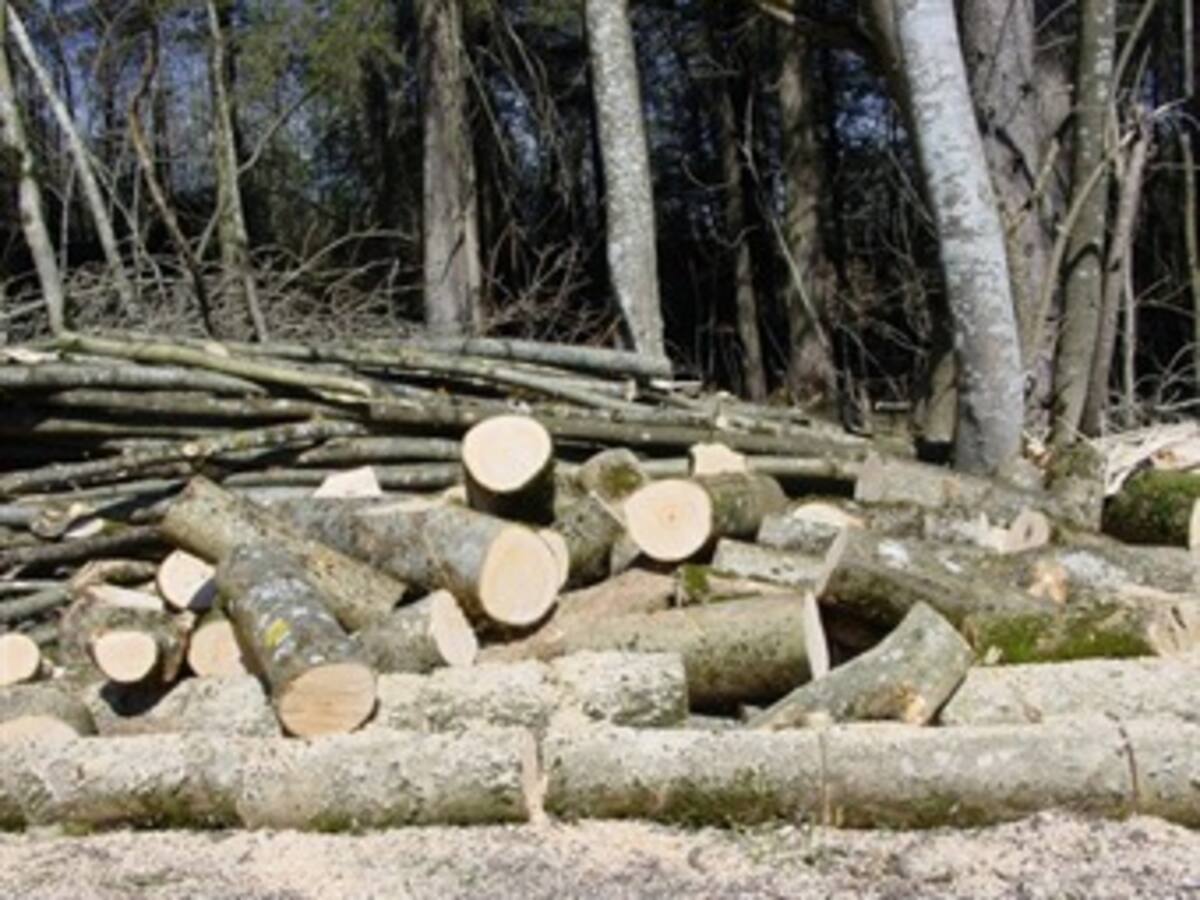 Tala de árboles en vía de extinción, nuevo negocio de las bacrim