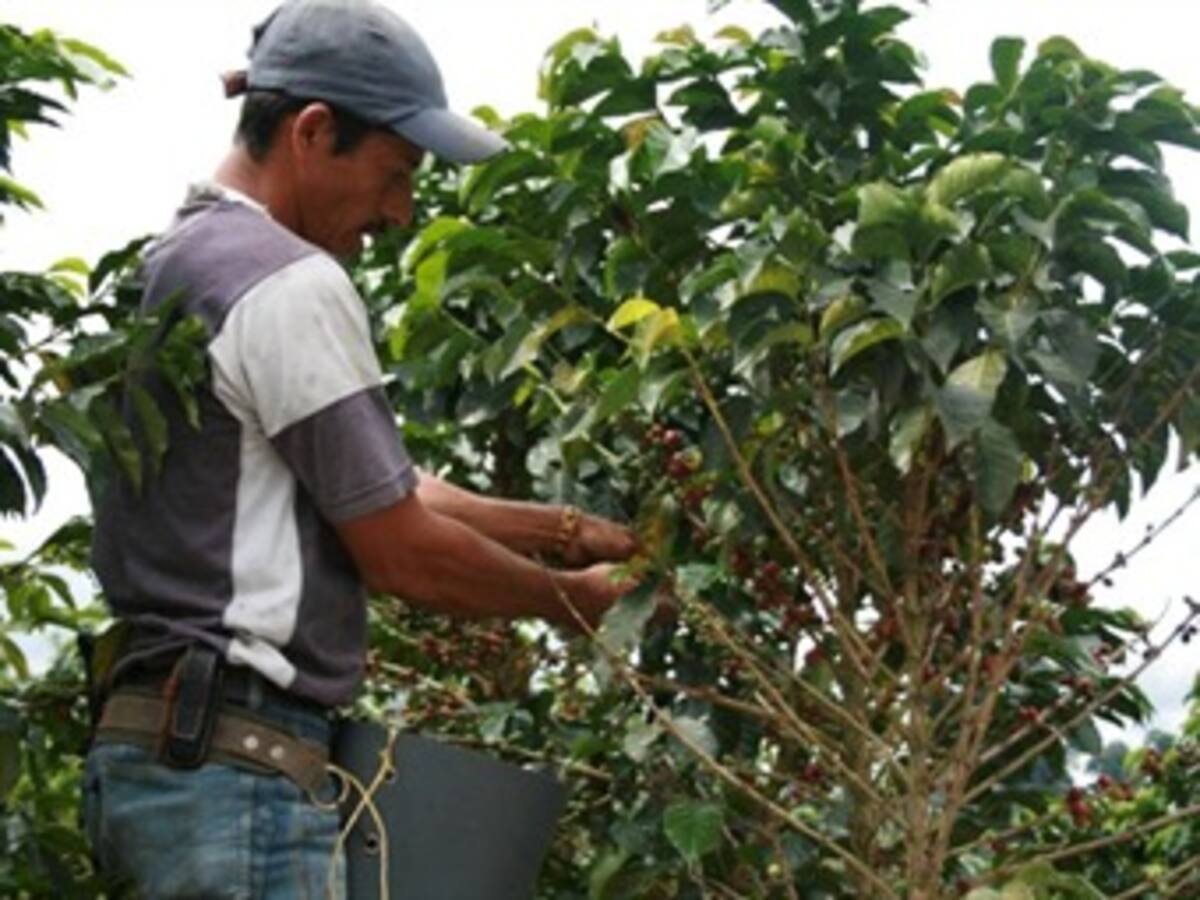 Por falta de recolectores se perdería cosecha de café en el Huila