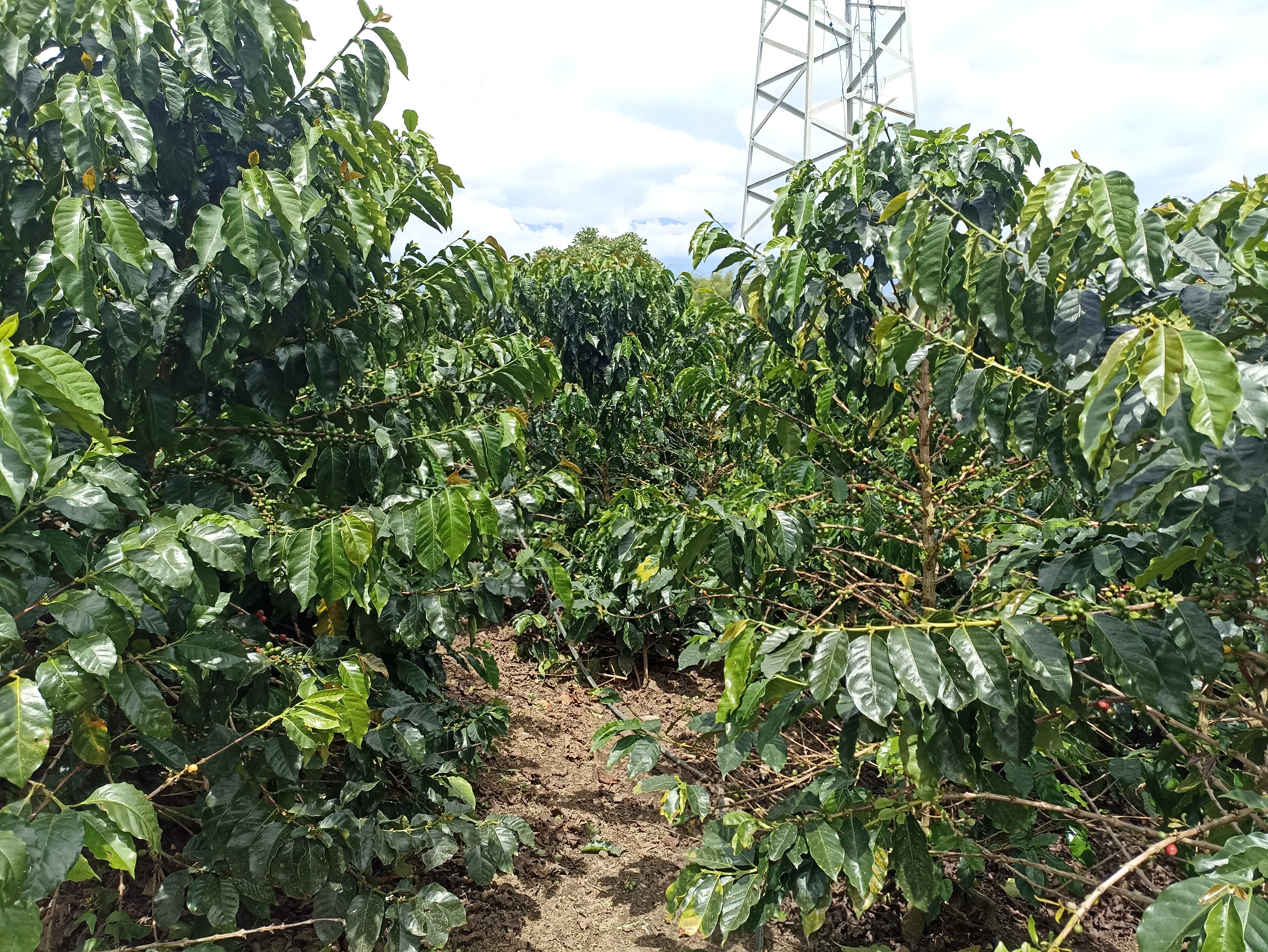 Día Nacional del Café, en el Quindío hay 3600 familias cafeteras. Foto: Adrián Trejos