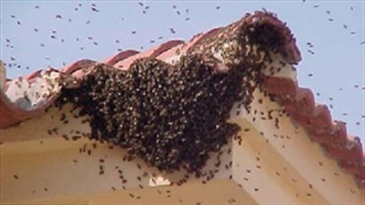 Muere agricultor por ataque de abejas en Caldas