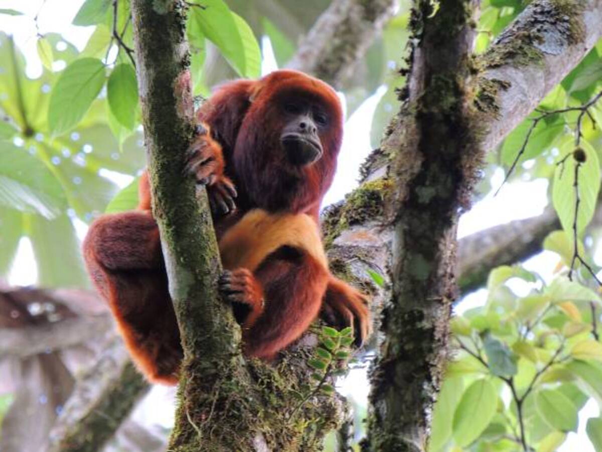 La población de vertebrados en el mundo se ha reducido un 58% desde 1970