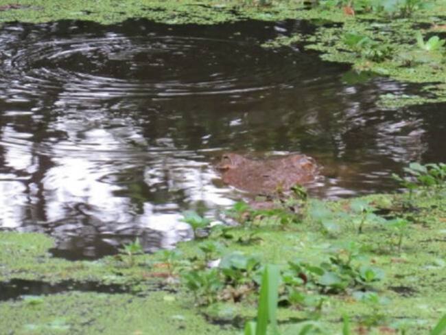 Corantioquia pide proteger el caimán Coco, especie en vía de extinción
