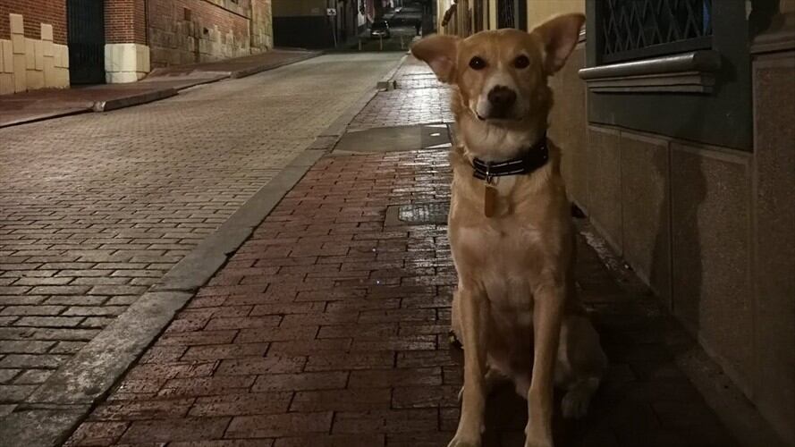 Apareció "Chorizo", el perro perdido esta mañana en Bogotá. Foto: Twitter