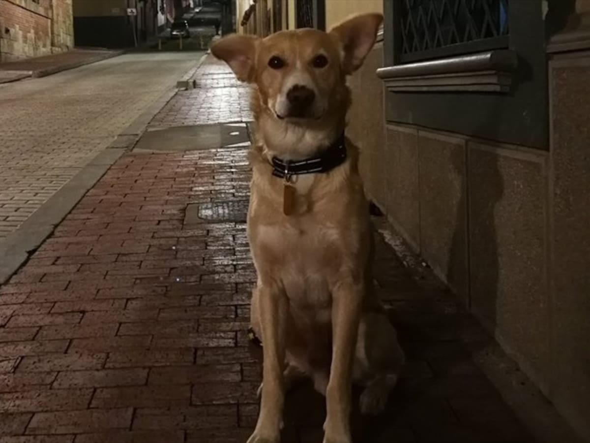 Apareció "Chorizo", el perro perdido esta mañana en Bogotá
