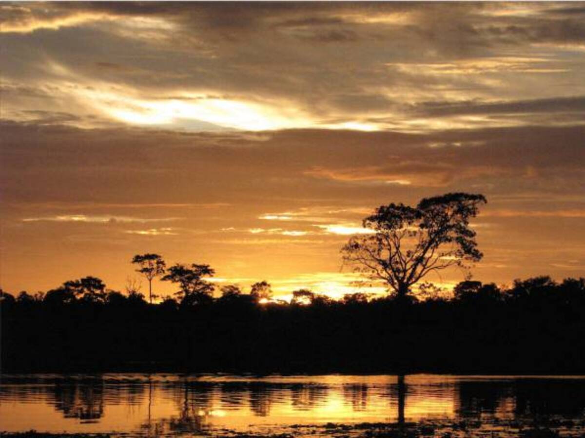 Protección inmediata a la amazonia colombiana ordena la corte Suprema